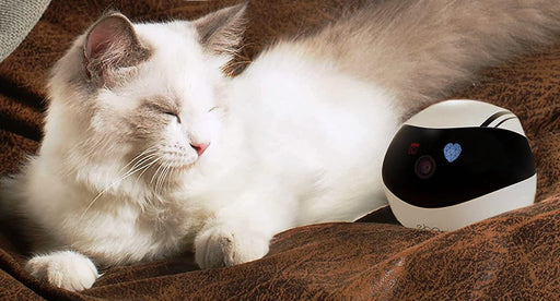 Companion Robot for Pets, Kids and Adult - Gear Elevation