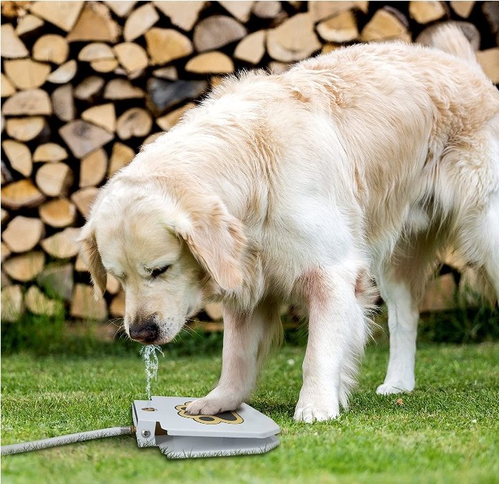 Dog Step On Water Fountain - Gear Elevation