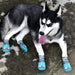 Waterproof Reflective Dog Boots - Dog Booties Paw Protector for Summer Hot Pavement - Gear Elevation